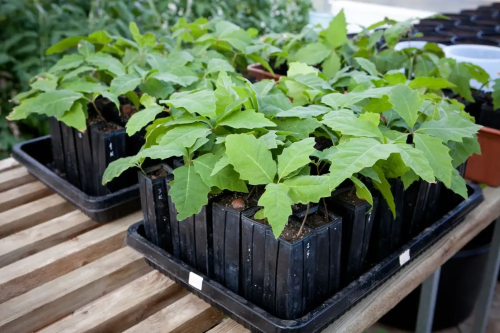 Plant pour truffe près de Mornas