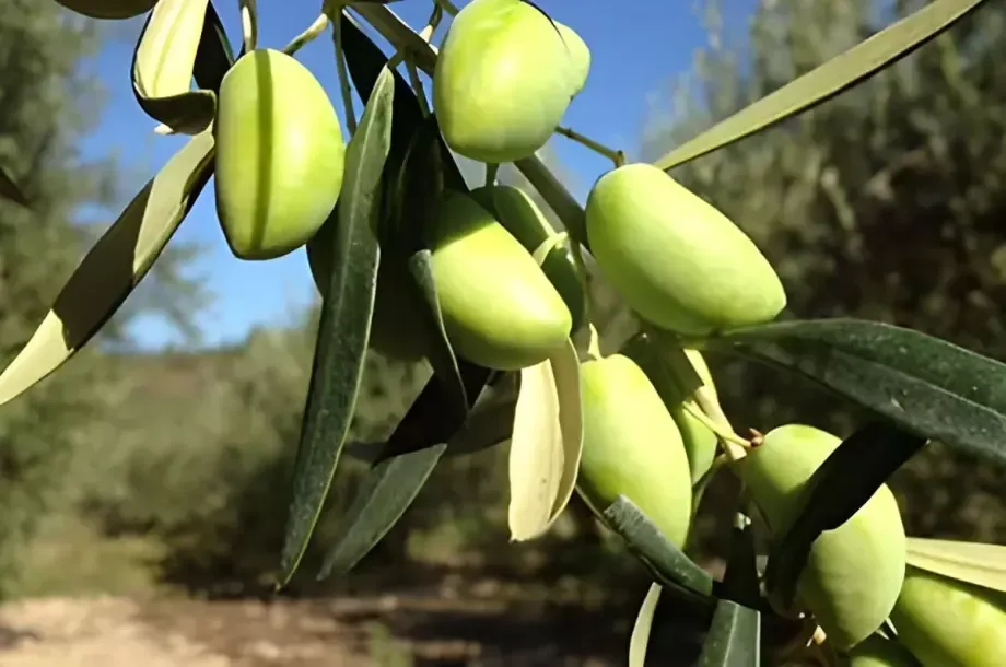 Olive production